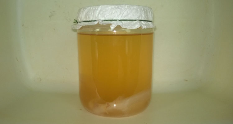 Scoby In Fermenting Solution