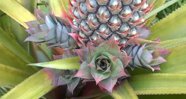 Young Pineapple Fruit With Slips