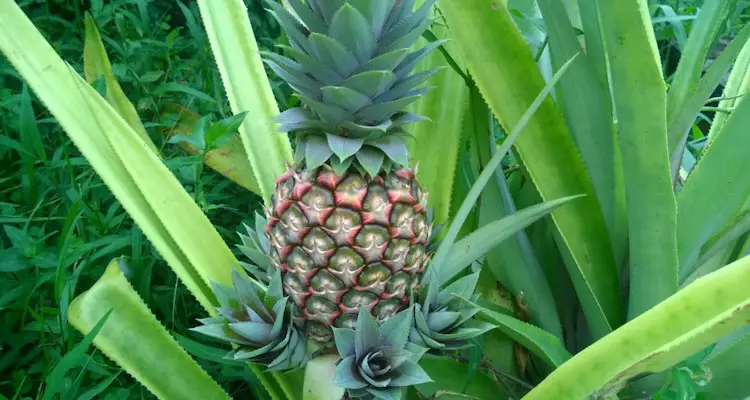 Young Pineapple Fruit
