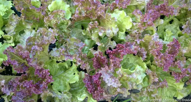 Red Rapid Lettuce Ready To Harvest