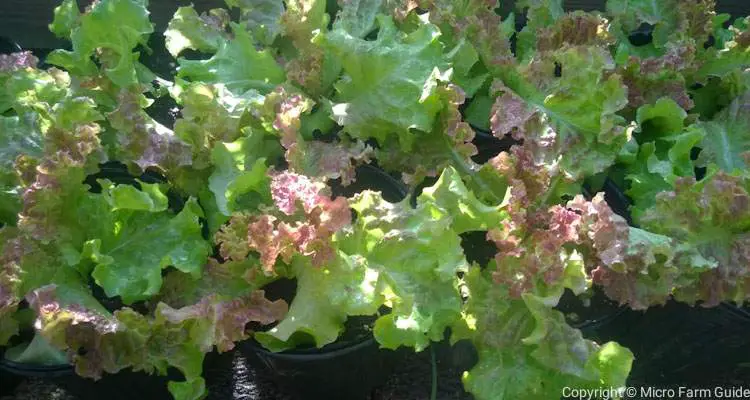 Red Rapid Lettuce Growing In Containers