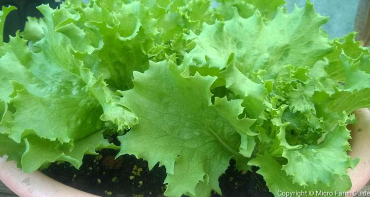 Lettuce Container Gardening