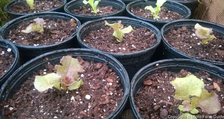 lettuce in 6 inch nursery pots