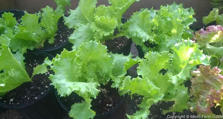 Green Minetto Lettuce Growing In 6" Nursery Pots