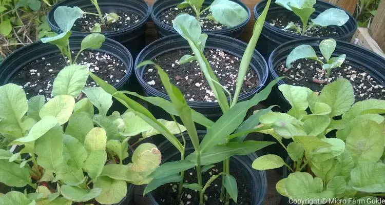 radish ginger and cabbages in containers
