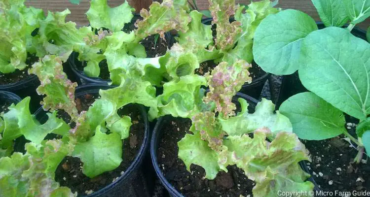 vegetable container garden