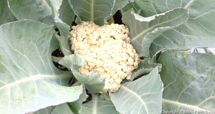 Snowball Cauliflower