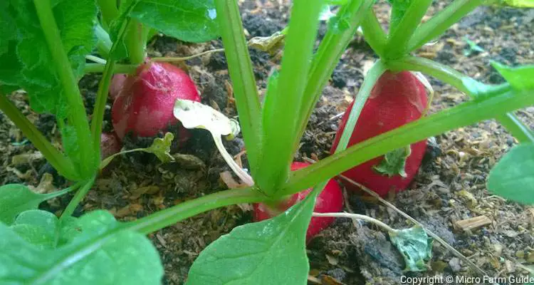 cherry belle radish ready to harvest