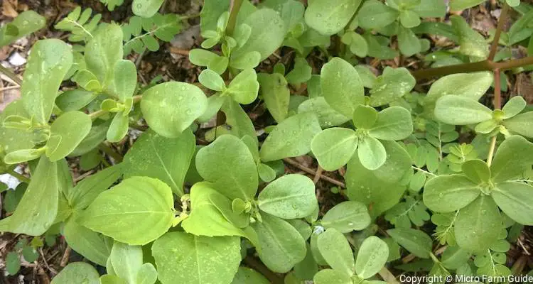 Common pPurslane Portulaca Oleracea In Garden