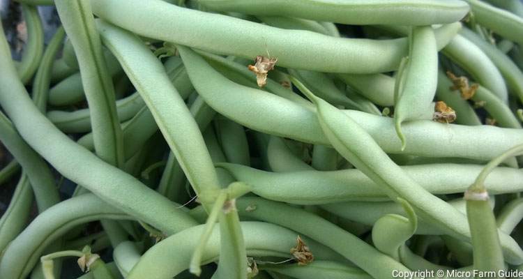 Contender Bush Beans