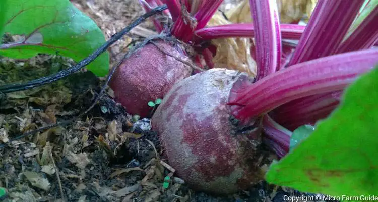 Detroit Dark Red Beets