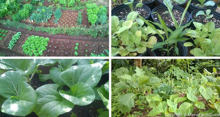 differences between container gardening and ground