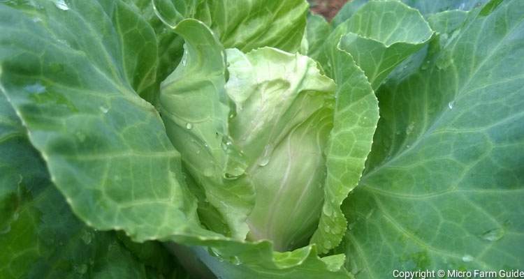 Early Jersey Cabbage