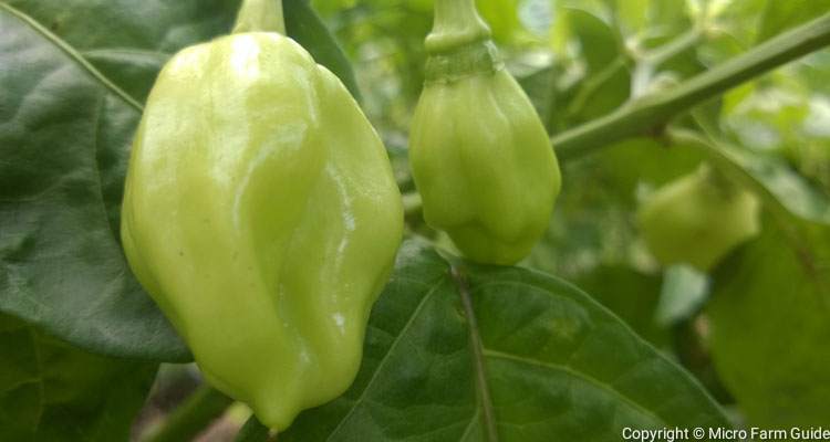 Green Caribbean Seasoning Peppers