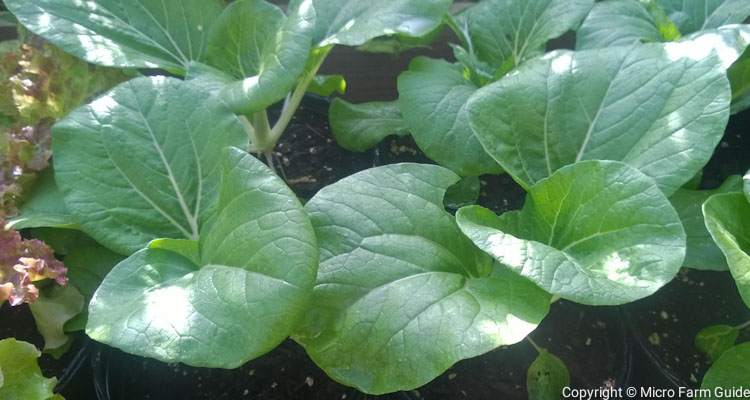 pak choi growing in containers