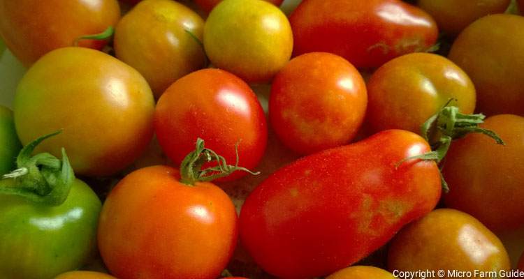 Large Cherry And Roma Tomatoes