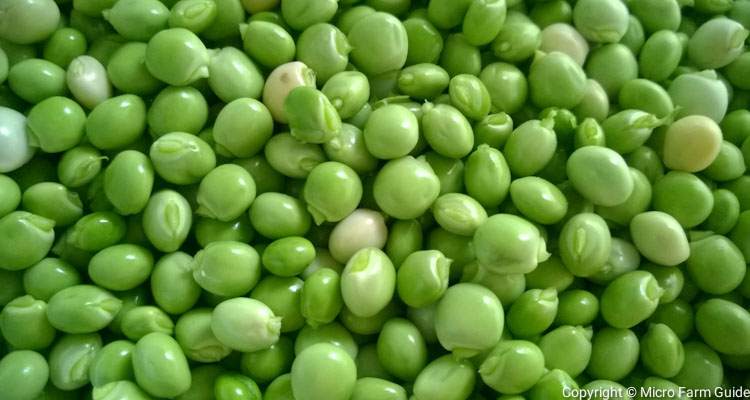 Green Pigeon Peas