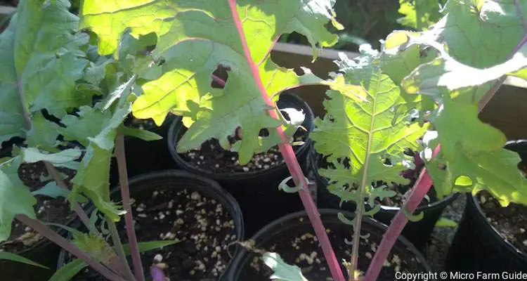 Red Russian Kale