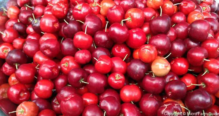 red west indian cherries