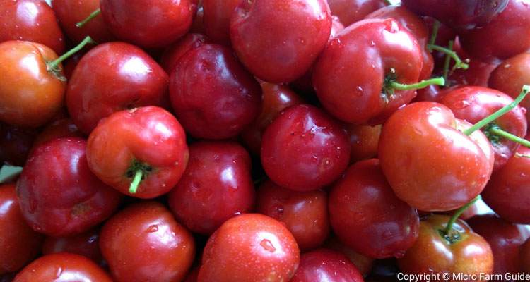 Ripe Sour Cherries