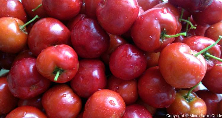 How To Plant Cherries From Seeds In 5 Simple Steps