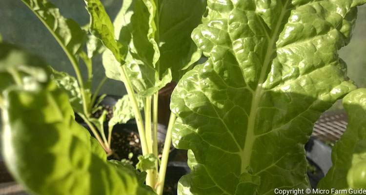 Lucullus Swiss Chard