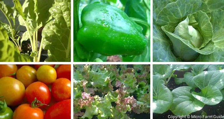 vegetables for container gardening