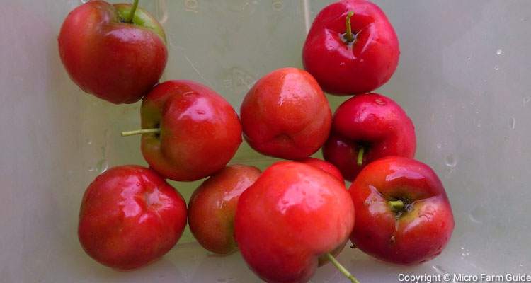 Red Cherries