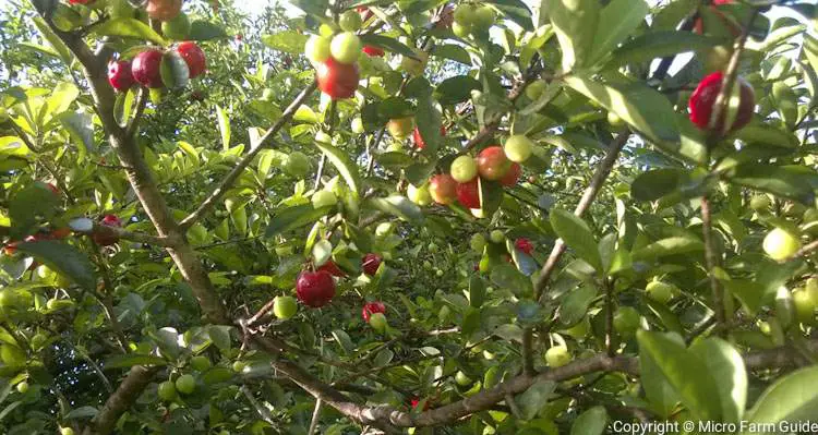 west Indian cherries on tree