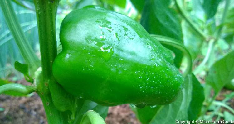 young bell pepper