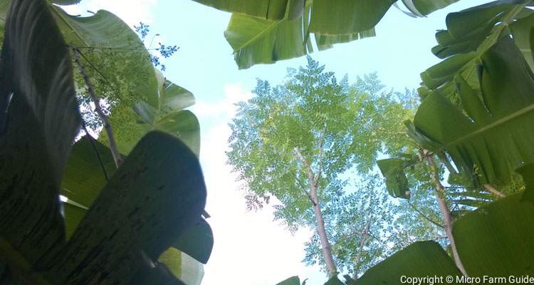 moringa tree growing between bananas