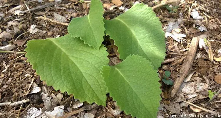 Spanish Thyme Leaves Plectranthus Aboinicus