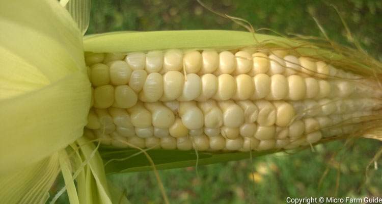 corn ready to harvest with uniform grains
