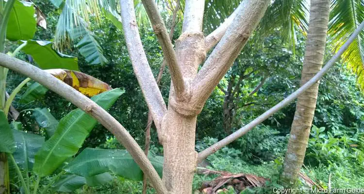 New Growth On Moringa Tree After Prunning