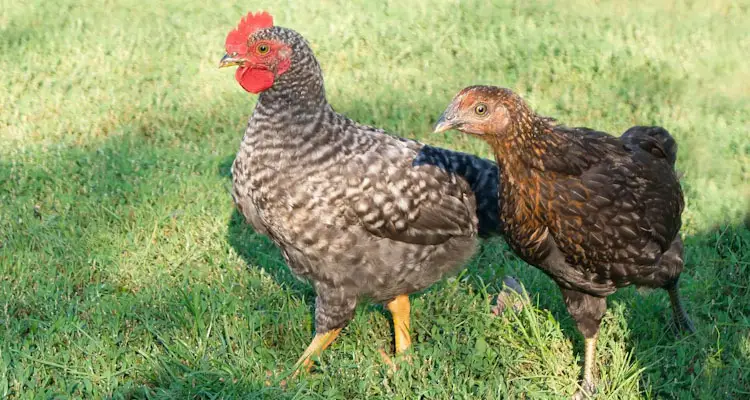 Pullet and cockerel playing in grass