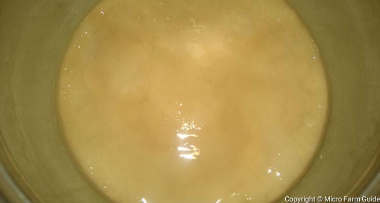 scoby containing yeast and acetic bacteria or mother of vinegar