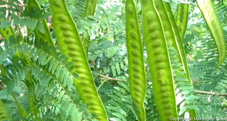 What Is Leucaena Leucocephala