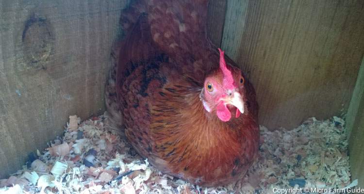 Young Point Of Lay Hen In Nesting Box