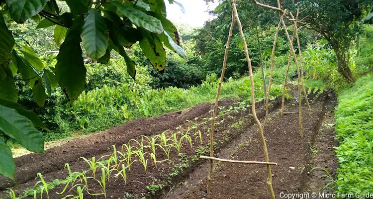 A-Frame Cucumber Trellis