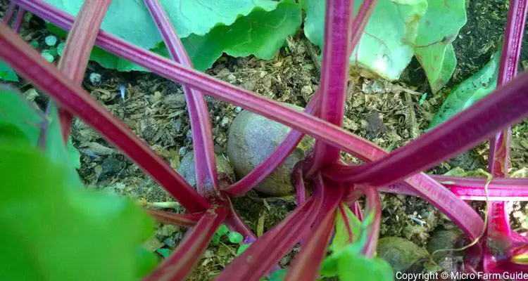 Baby Beetroots