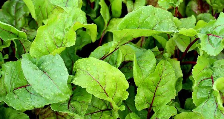 Beetroot Leaves