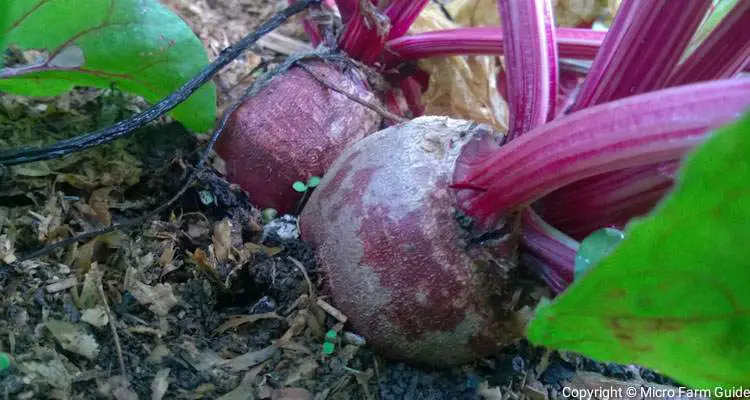 Beets Ready To Harvest