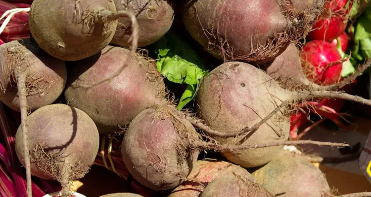 Beetroots Ready For Storage