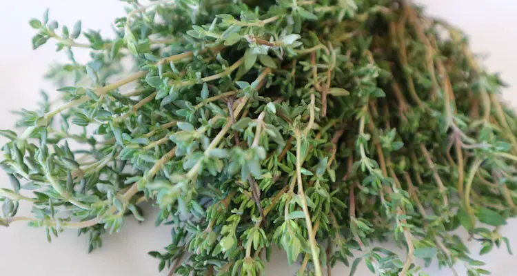 benefits of fine leaf thyme thymus vulgaris