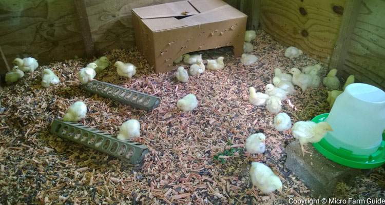 broiler chickens in brooder