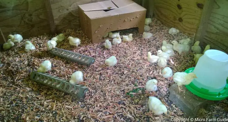 broiler chickens in brooder