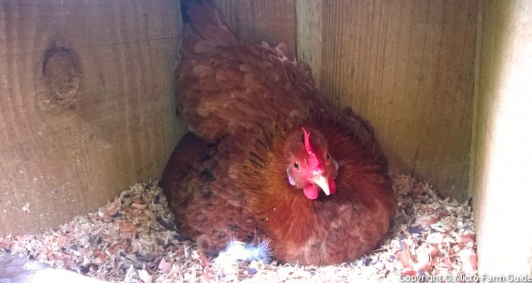 Broody Hen Sitting On Clutch Of Eggs