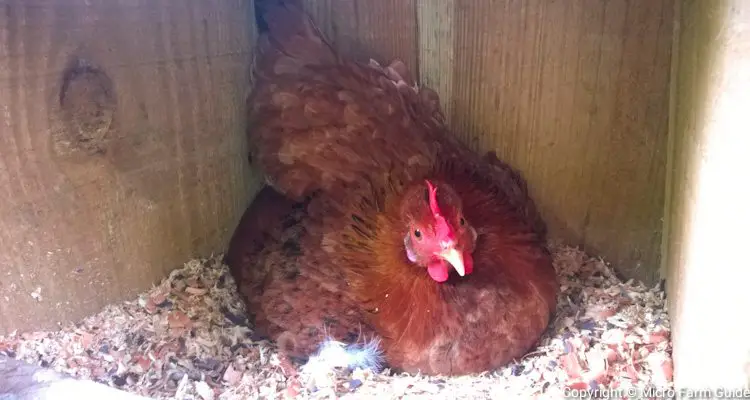 broody hen in nesting