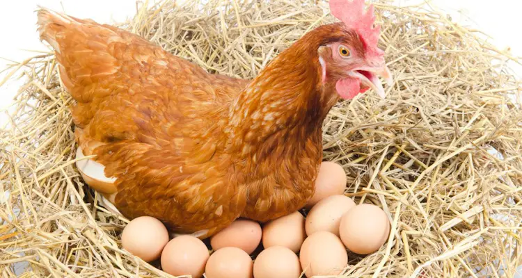 Brown Hen Sitting On Clutch Of Eggs 