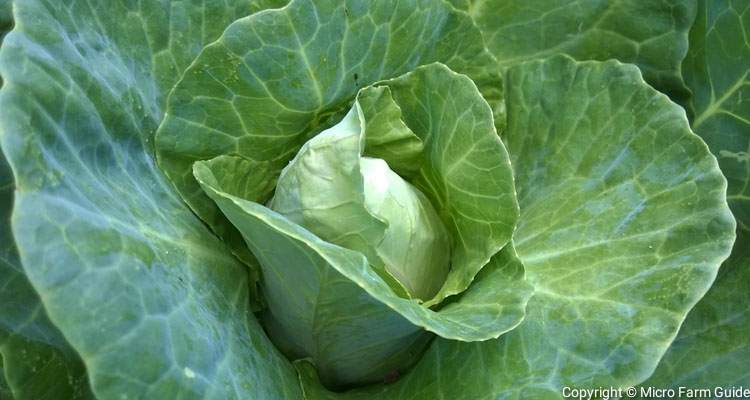 cabbage head folding